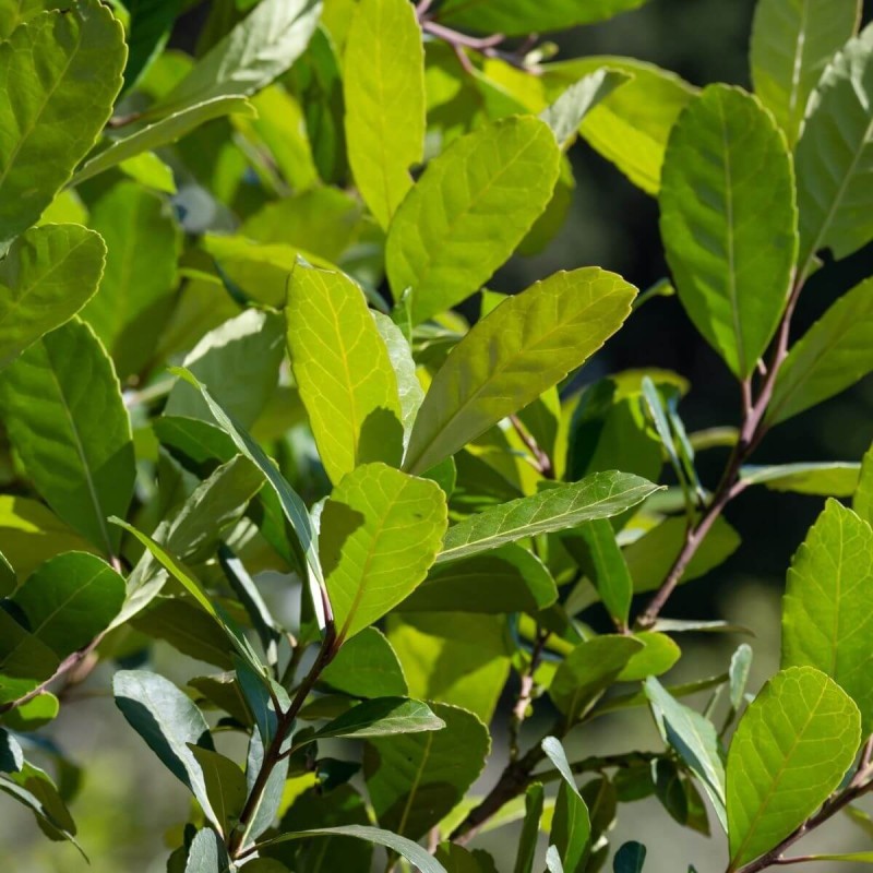 Ostrokrzew paragwajski sadzonki cena