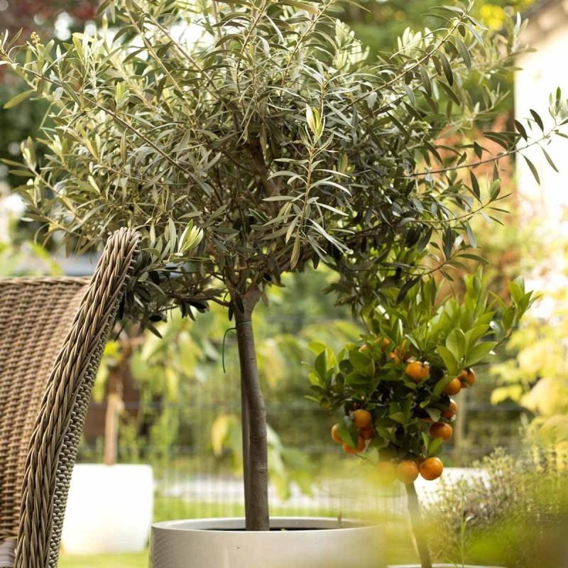 Oliwka Europejska jak uprawiać w polsce