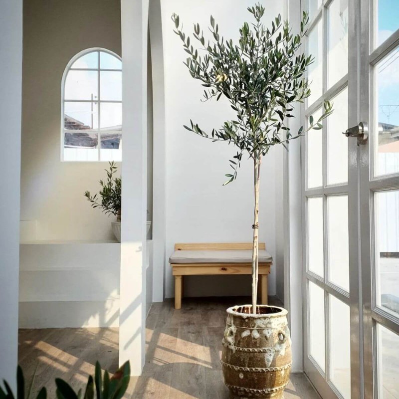 oliwka na pniu czy zimuje