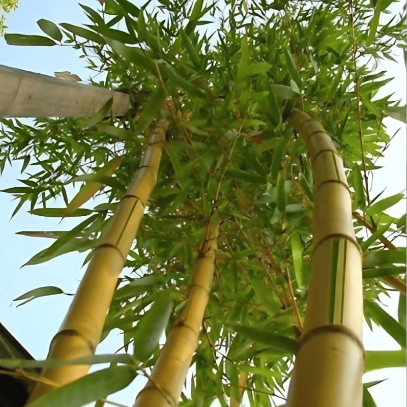 COMPO Nawóz do Bambusów i Traw ozdobnych długo działający 850g nawozy (4).jpg.png