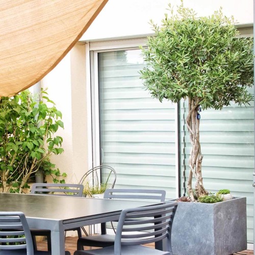 Oliwka europejska na pniu sadzonka Pa40cm C4