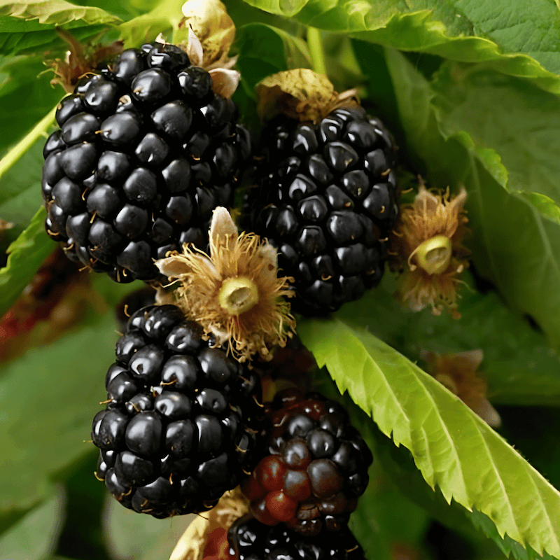Jeżyna bezkolcowa TORNFREE (Rubus fruticosus) doniczkowana Sadzonka C1 (2).jpg.png