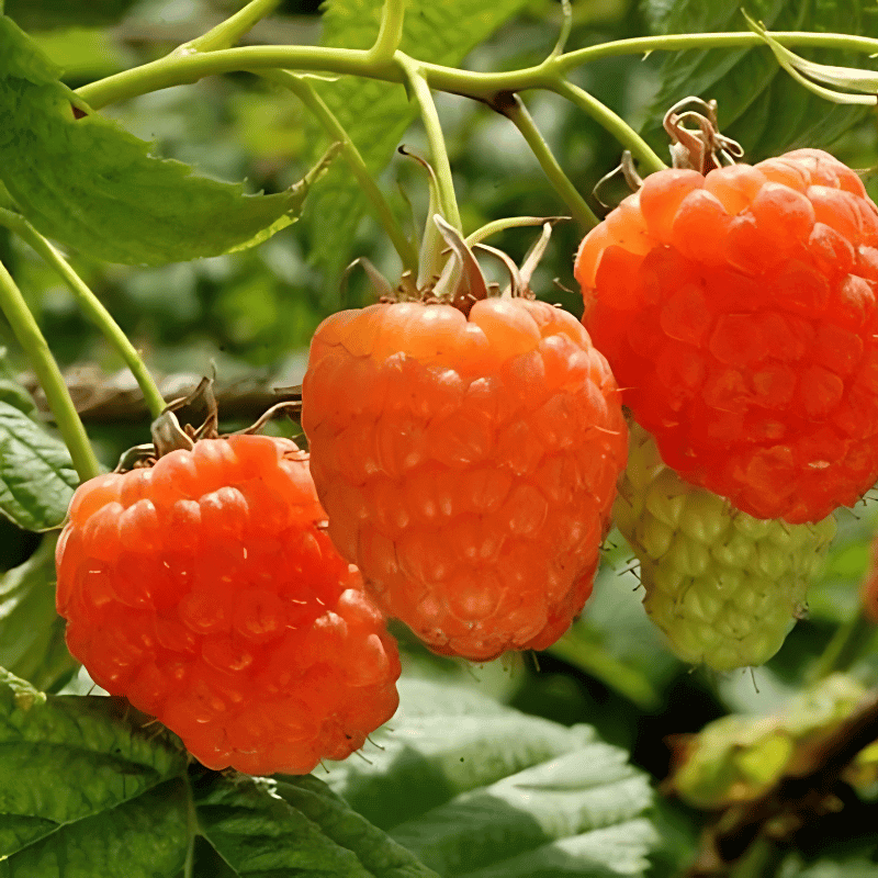 Malina morelowa VALENTINA ® (Rubus idaeus) doniczkowana Sadzonka C1 (3).jpg.png