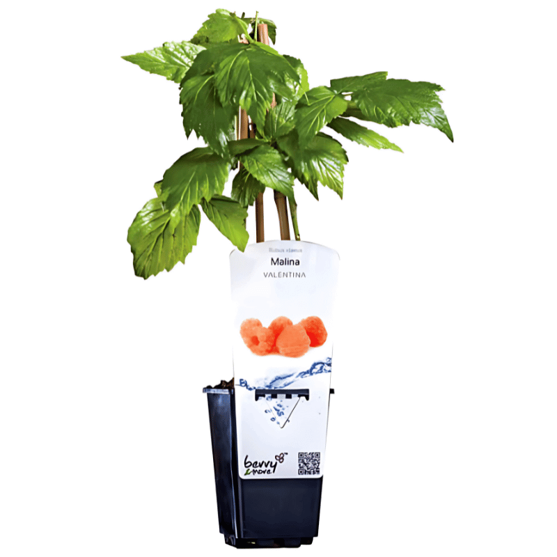 Malina morelowa VALENTINA ® (Rubus idaeus) doniczkowana Sadzonka C1 (2).jpg.png