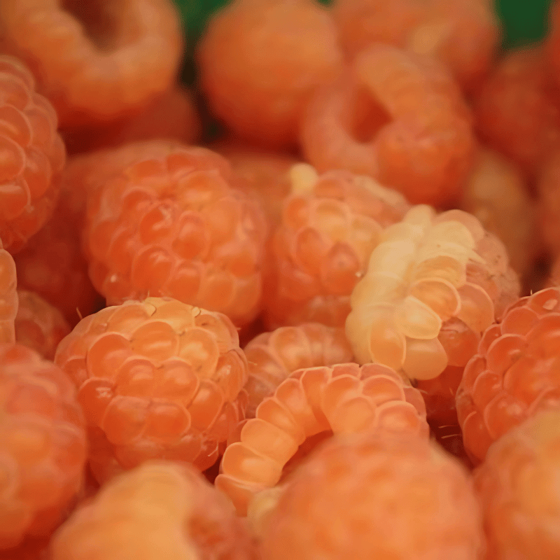 Malina morelowa VALENTINA ® (Rubus idaeus) doniczkowana Sadzonka C1 (1).jpg.png