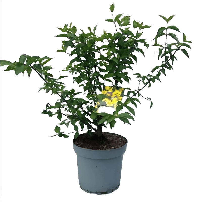 Dereń Jadalny Swietlajczok (Cornus mas) Sadzonka Xl-C5 (2).jpg.png