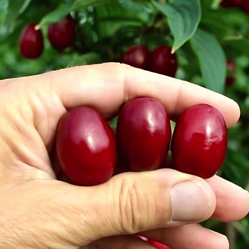 Dereń jadalny Swietlajczok sadzonka XL-C5