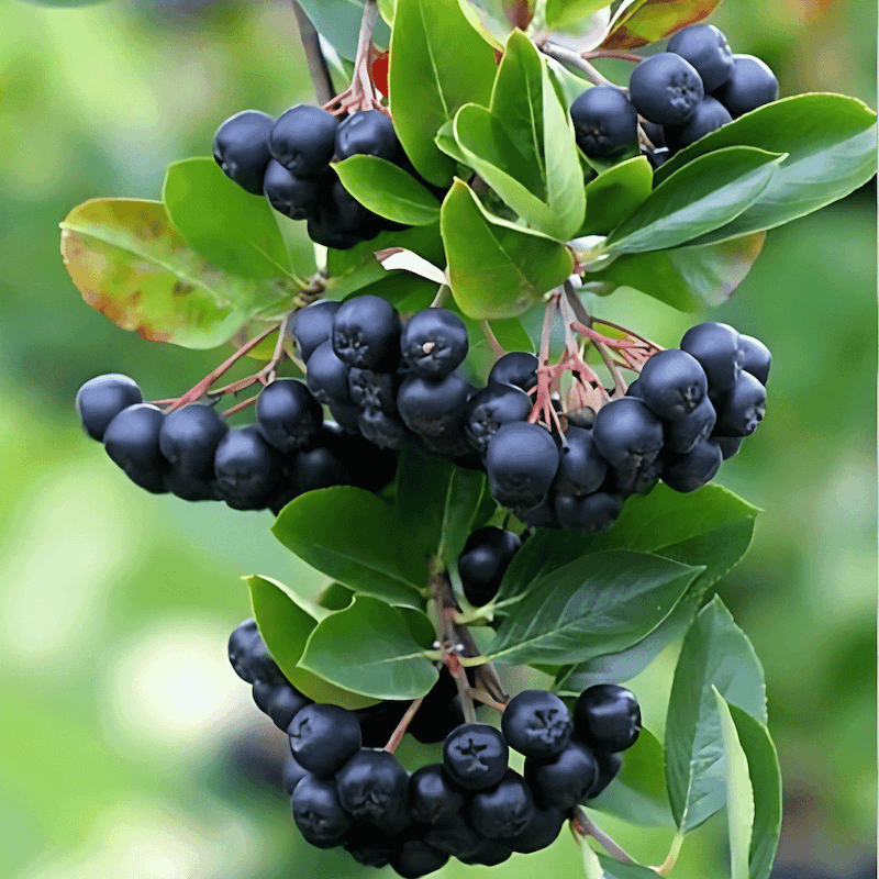 Aronia Śliwolistna Viking (Aronia × Prunifolia) Sadzonka 30-60Cm (2).jpg 2.png