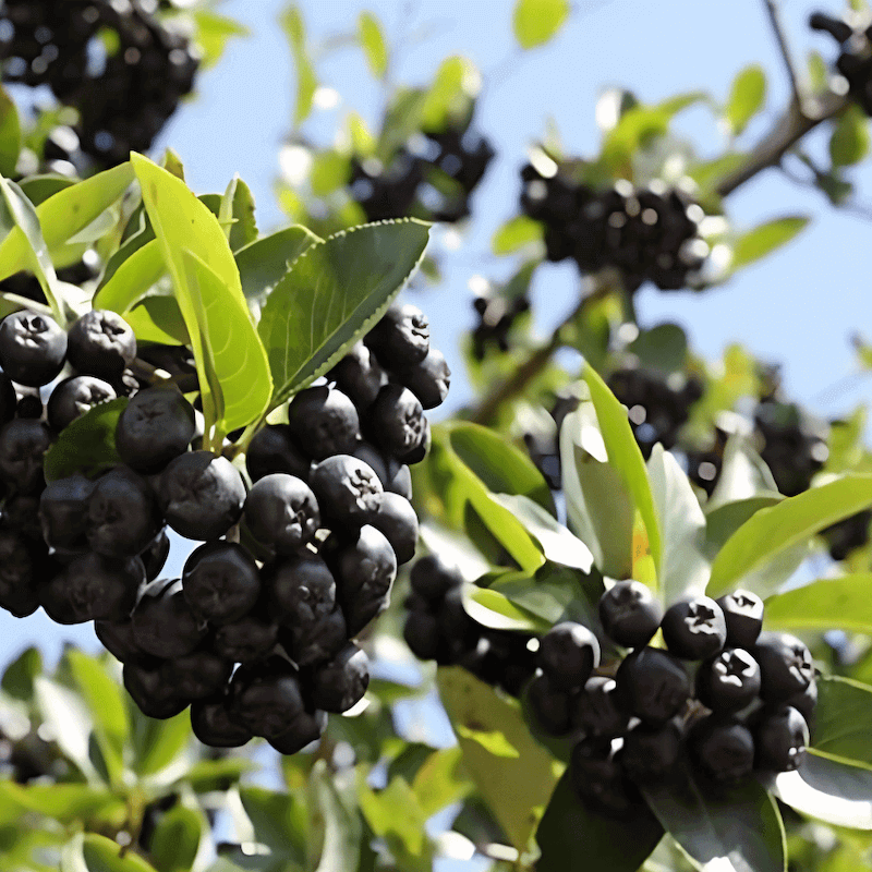 Aronia Czarnoowocowa Nero (Aronia Melanocarpa) Doniczkowana Sadzonka C1 (1).jpg.png