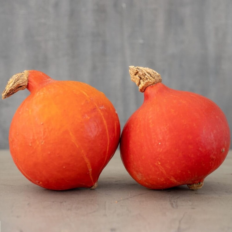 Dynia olbrzymia HOKKAIDO - UCHIKI KURI (Cucurbita pepo) nasiona 5g nowe.jpg