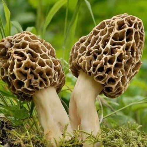 Grzybnia Smardz do uprawy w ogrodzie 750 ml