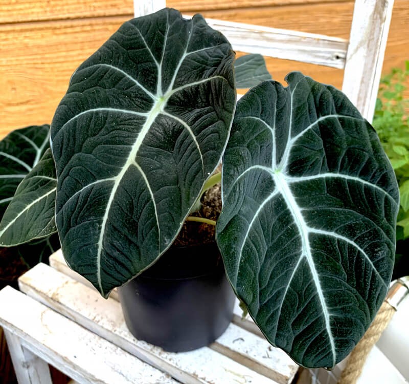 Alokazja Black Velvet sklep