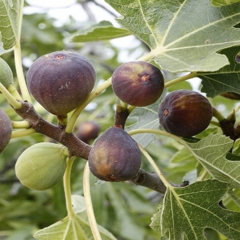 Figowiec karłowy LITTLE MISS FIGGY (Ficus carica) Sadzonka XL-C3