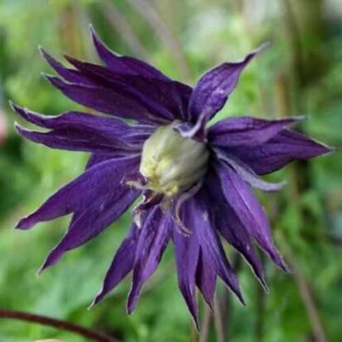 Powojnik botaniczny Purple Spider sadzonka C1