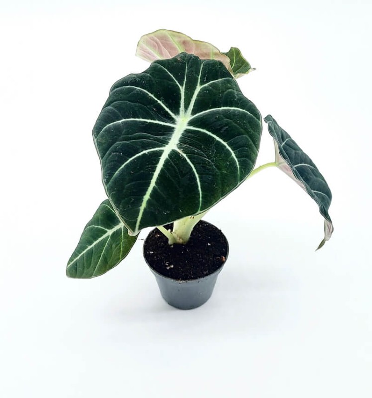 Alokazja Black Velvet p6 sadzonka cena