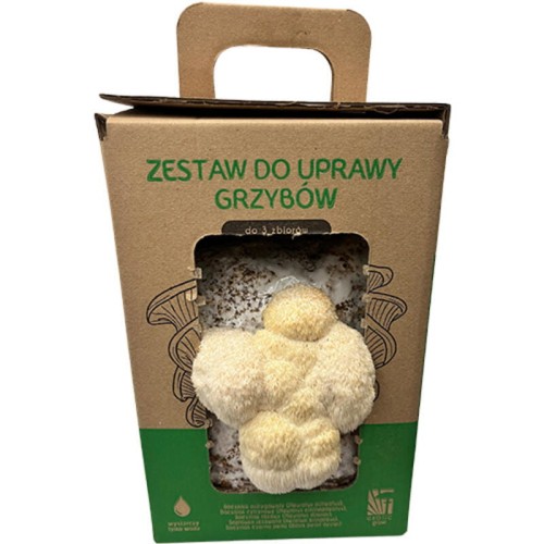 Soplówka jeżowata grzybnia w kostce