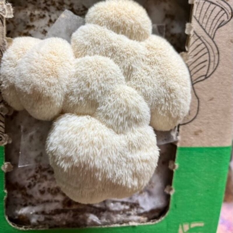 z czym nie łączyć soplówka jeżowata zestaw do uprawy