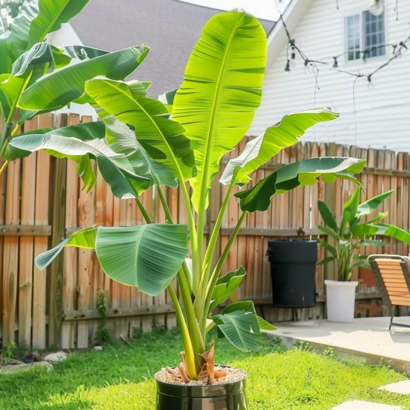 Jakie są wymagania Bananowca Musa basjoo w donicy C2