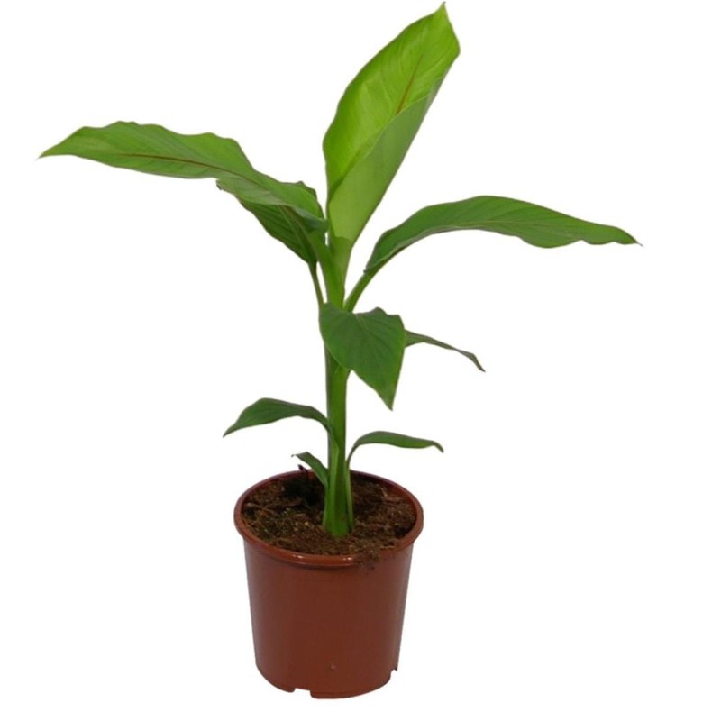 Jak zimować musa basjoo w donicy 2l