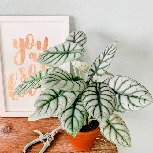 Alokazja Silver Dragon roślina domowa P6