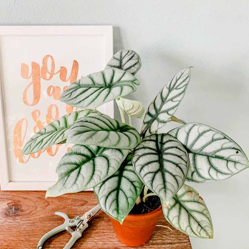 Alokazja silver dragon gdzie kupić