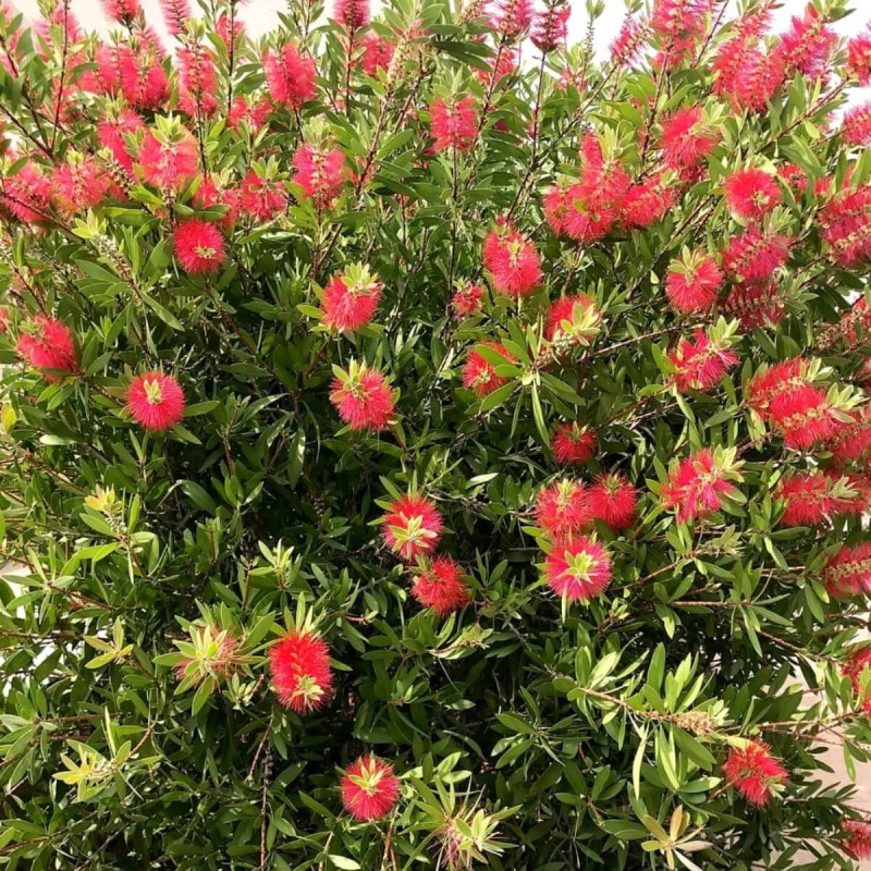 Kuflik-cytrynowy-na-pniu-roslina-na-taras-do-donicy (3)