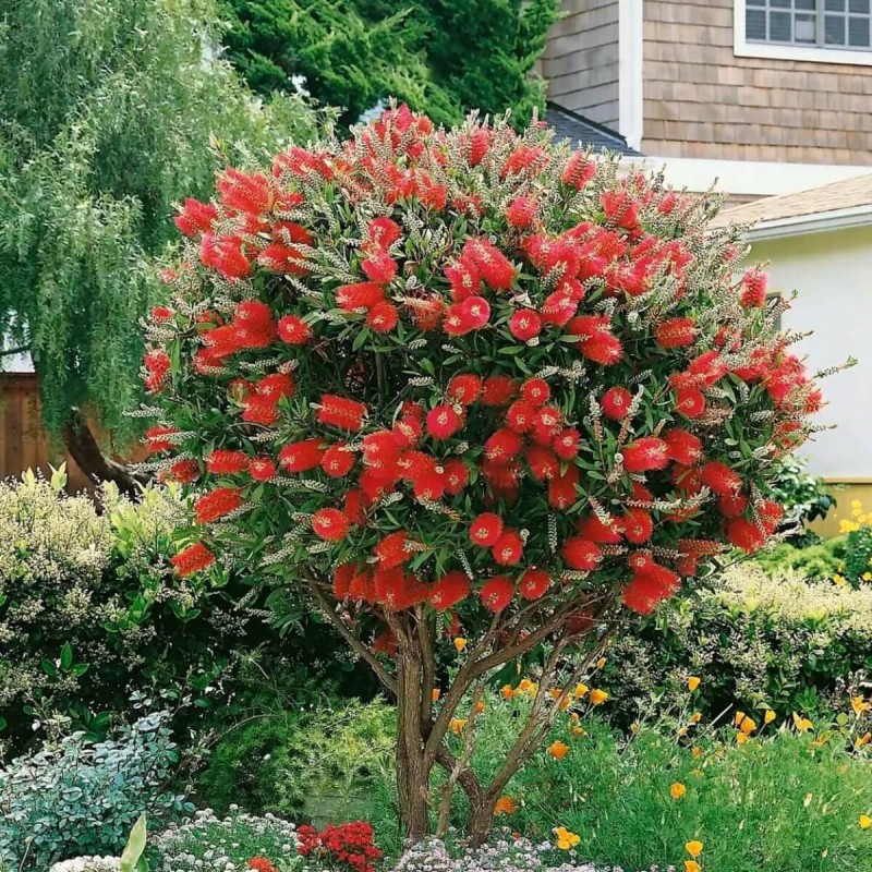 Kuflik-cytrynowy-na-pniu-roslina-do-ogrodu-w-donicy-4l (1)