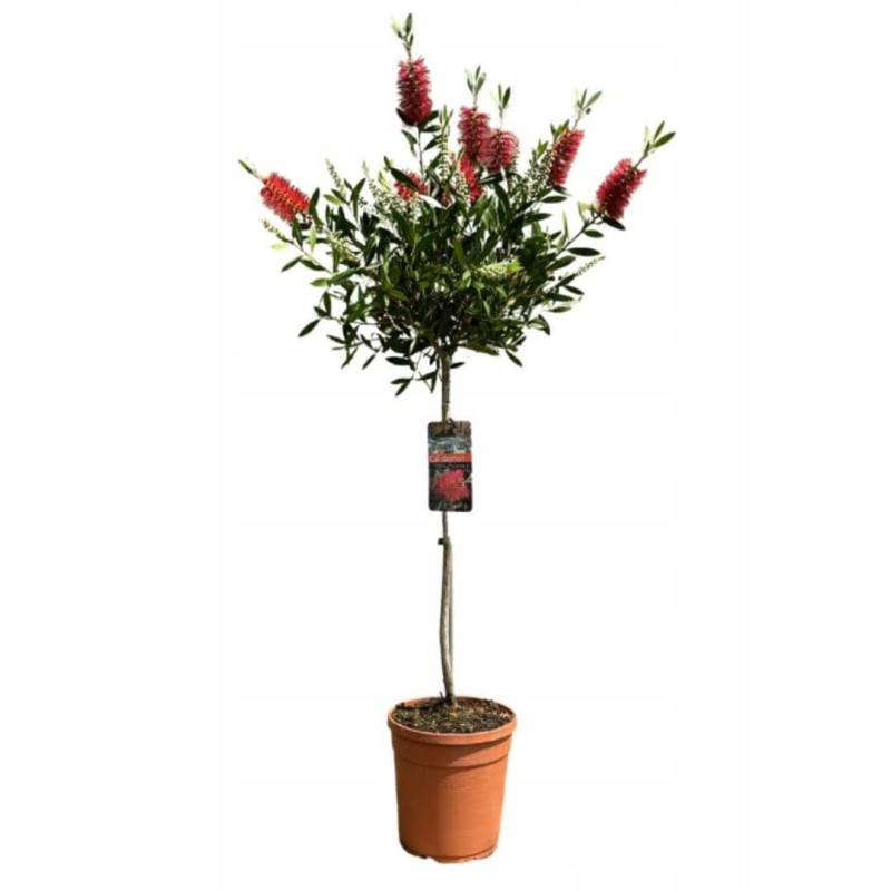 Kuflik-cytrynowy-na-pniu-duza-sadzonka-w-donicy-4L (2)