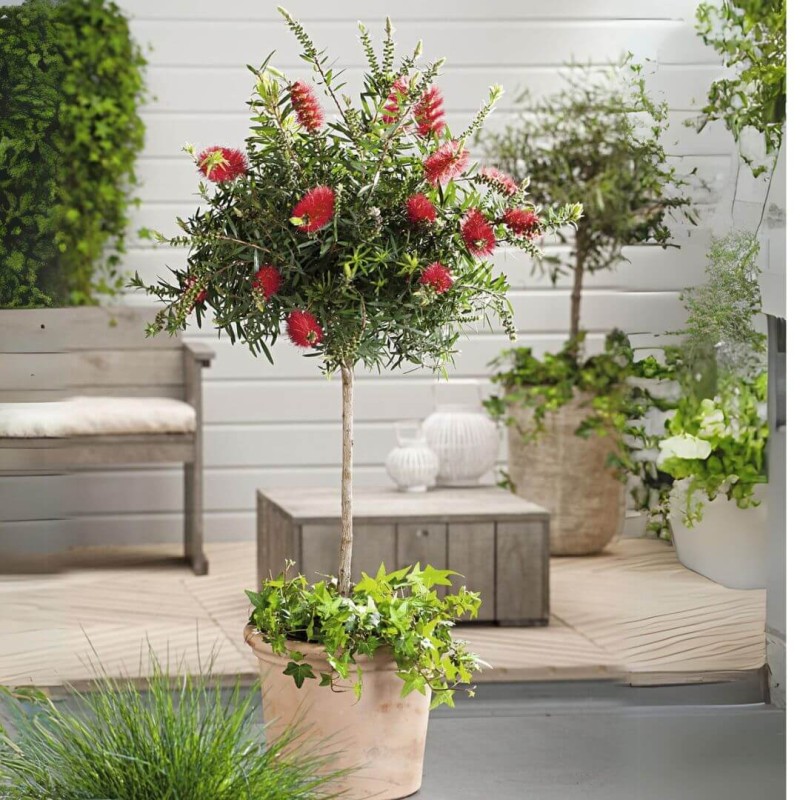 Kuflik-cytrynowy-na-pniu-duza-sadzonka (4)