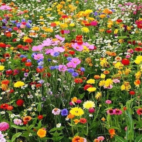 Kwietna łąka Mieszanka kwiatów polnych nasiona 20g