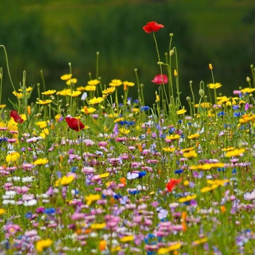 Mieszanka kwiatów express łączka nasiona 20g