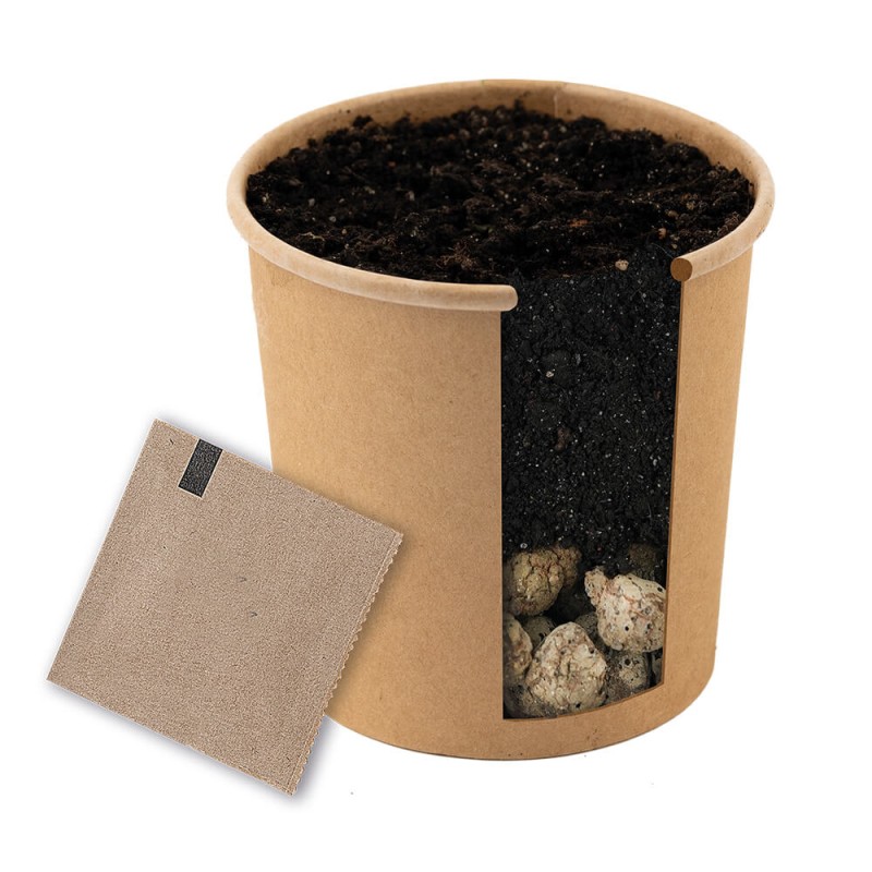 Ile czasu rośnie Paulownia omszona zestaw do uprawy