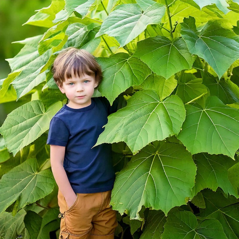 jaka odmiana Paulowni jest najlepsza do uprawy