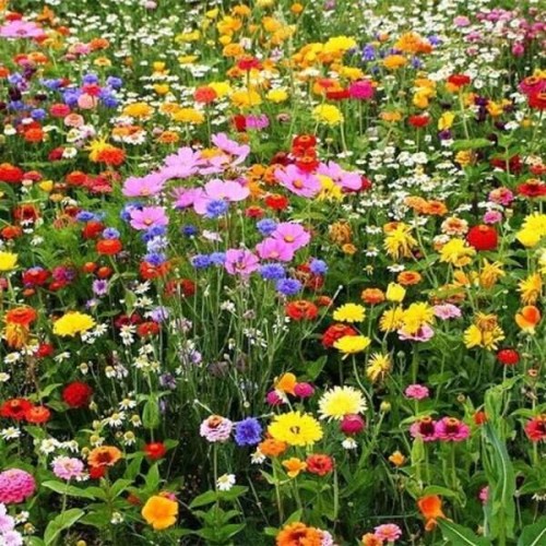 Kwietna łąka na tereny suche nasiona 20g