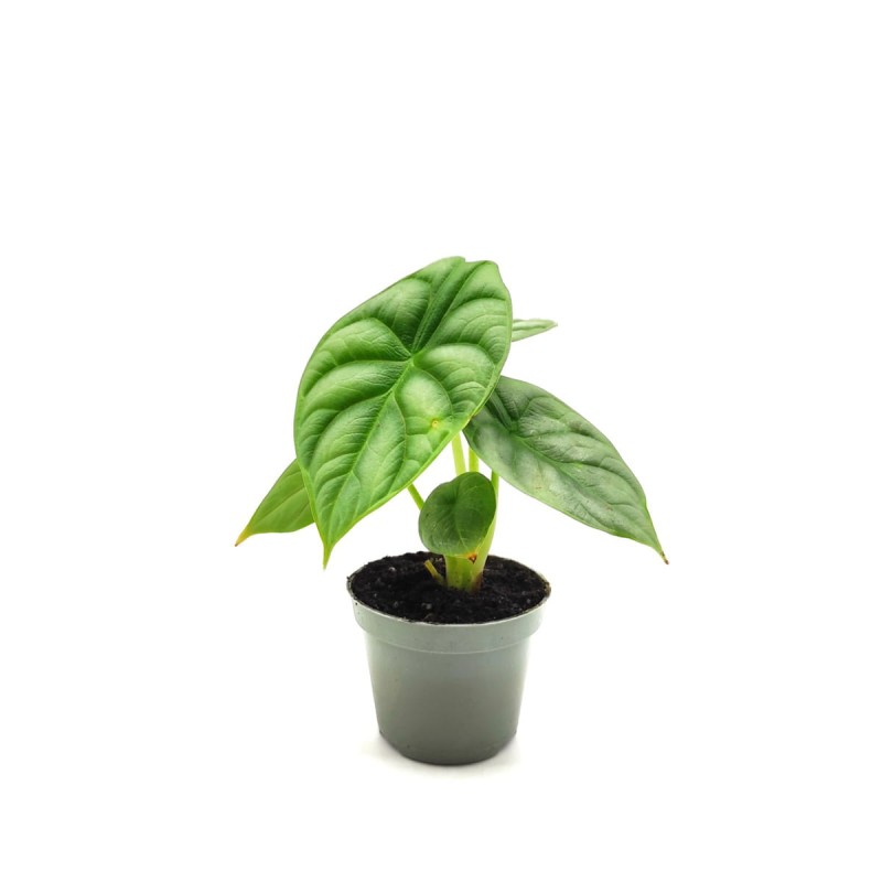 Alokazja silver dragon p6 sadzonka cena