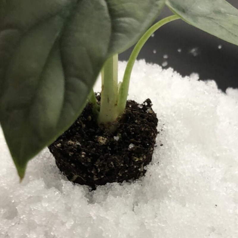 Hydrożel ukorzeniacz magiczna siła nawóz 100g (4).jpg