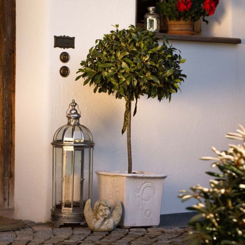 Laur na pniu baby Junior sadzonka P17