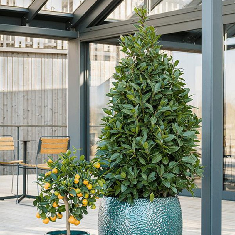 Czy Laur wawrzyn szlachetny sadzonka zimuje na dworze