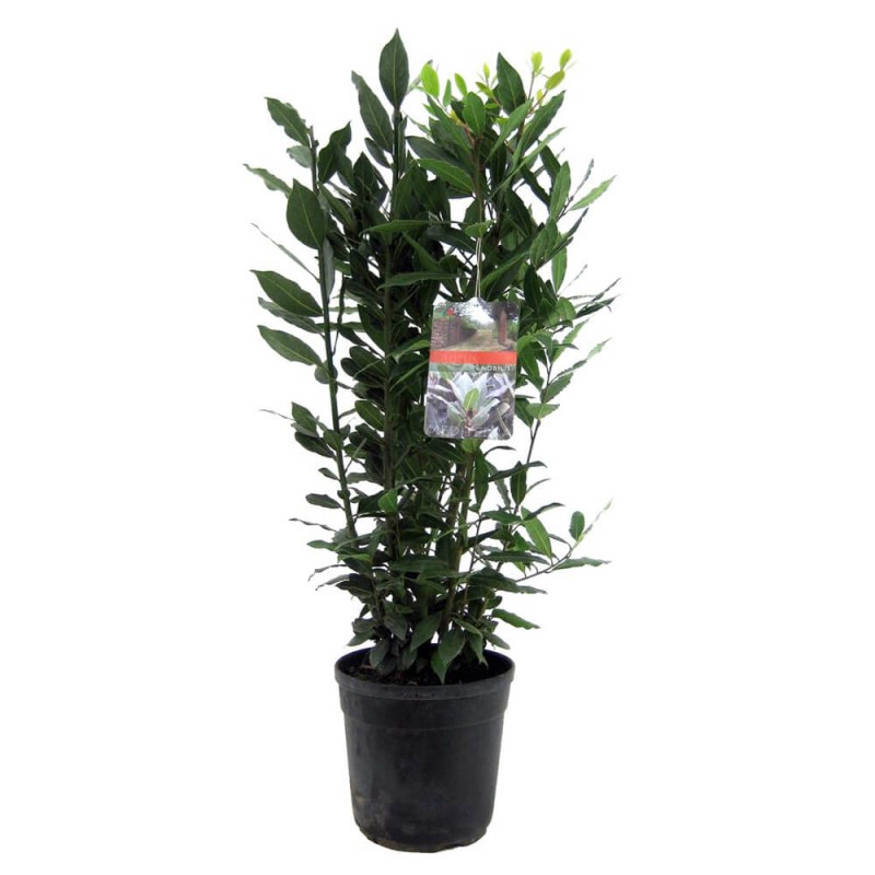 Laur wawrzyn szlachetny sadzonka C4 jak szybko rośnie