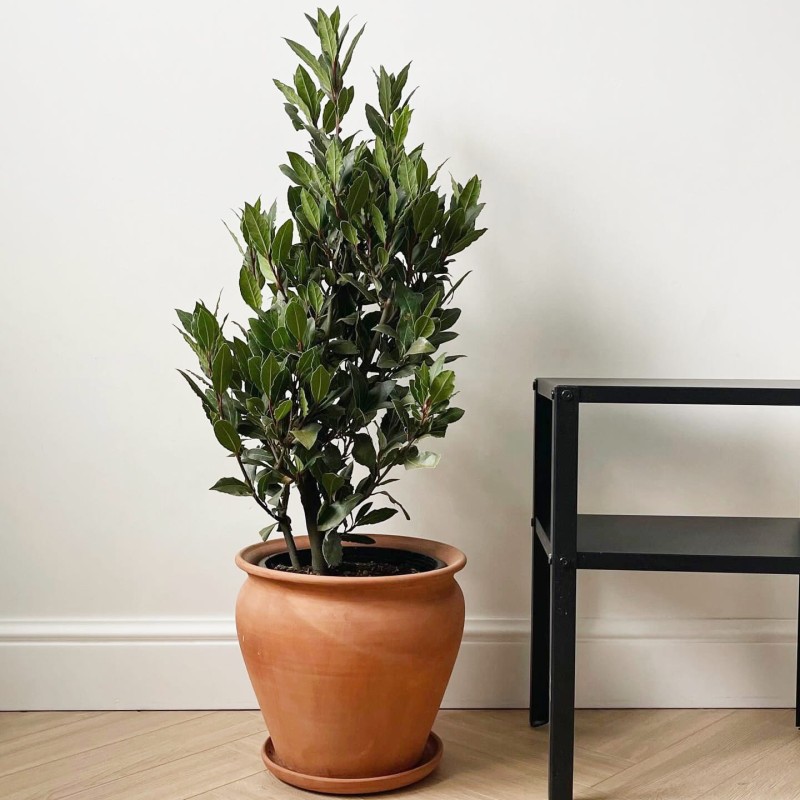 Laur wawrzyn szlachetny czy jest wielotni