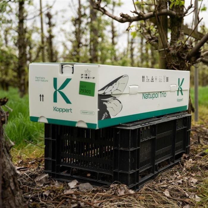 TRIPOL Trzmiele do zapylania sadów i upraw polowych typu borówka amerkańska lub malina owady (2).jpg