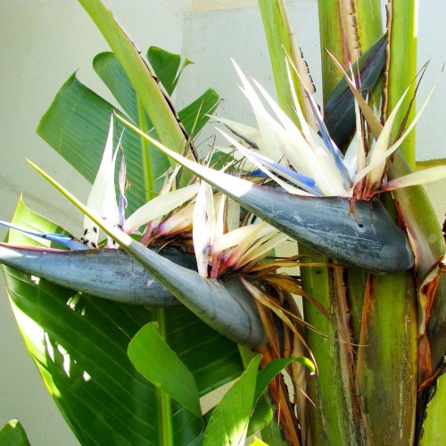 Strelicja biała Nicolai roślina domowa. sadzonka P7