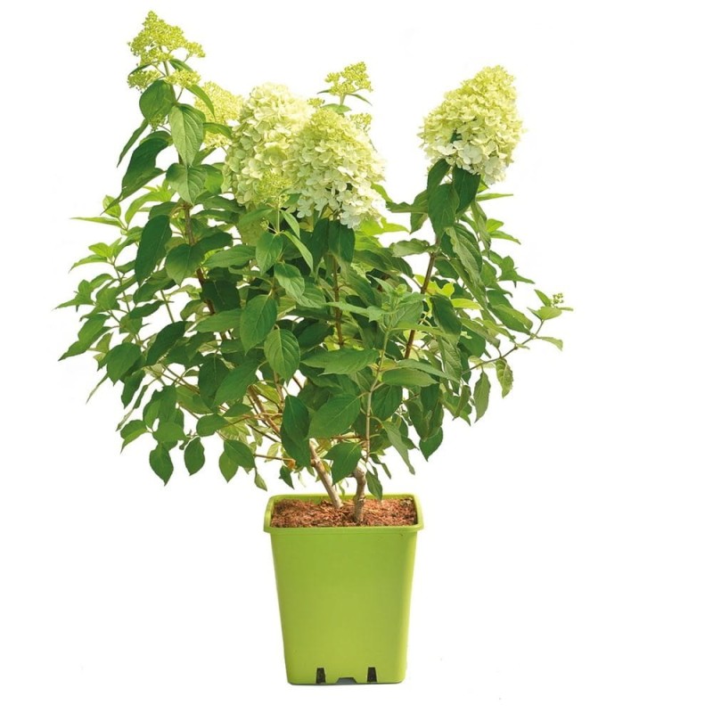 hortensja-bukietowa-limelight-duza-sadzonka-cena