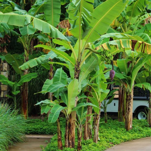  Bananowiec (Musa basjoo) sadzonka C2