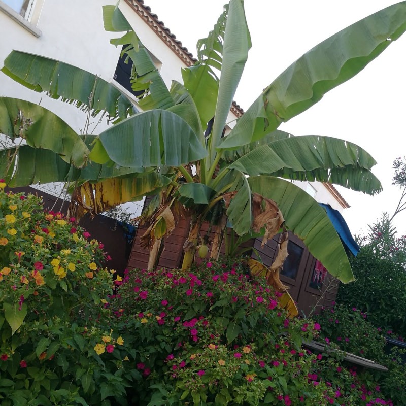 banan do ogrodu kiedy sadzić