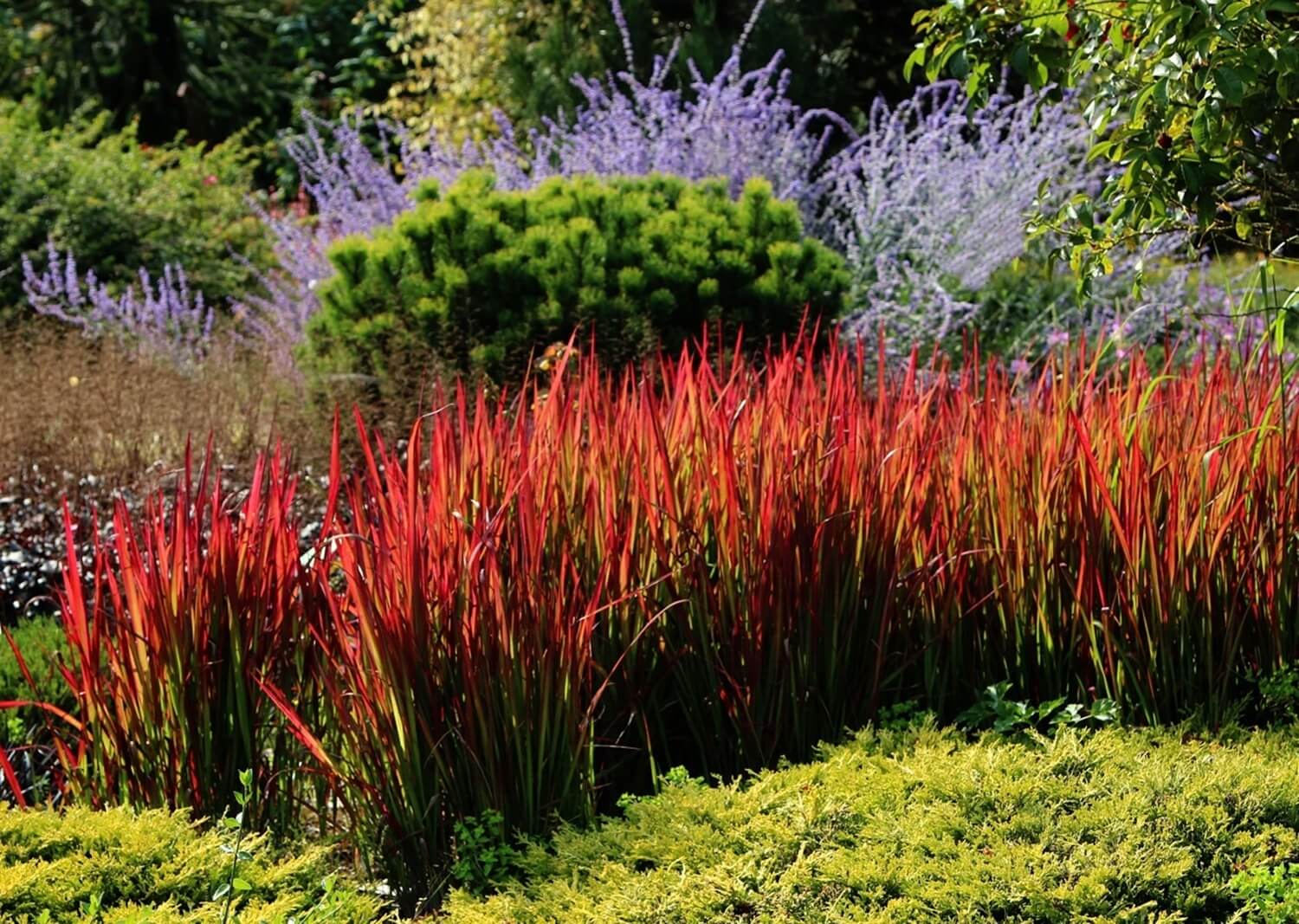 Imperata cylindryczna w ogrodzie