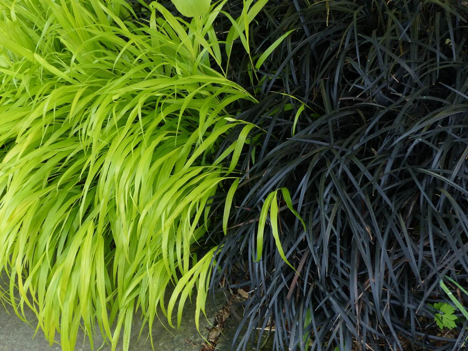 Konwalnik i hakonechloa