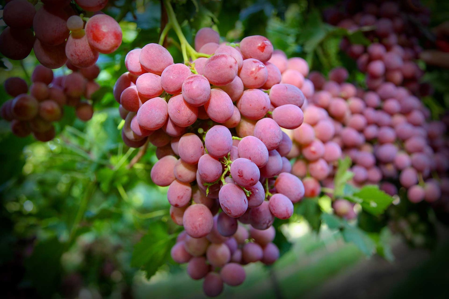 Fioletowa winorośl deserowa