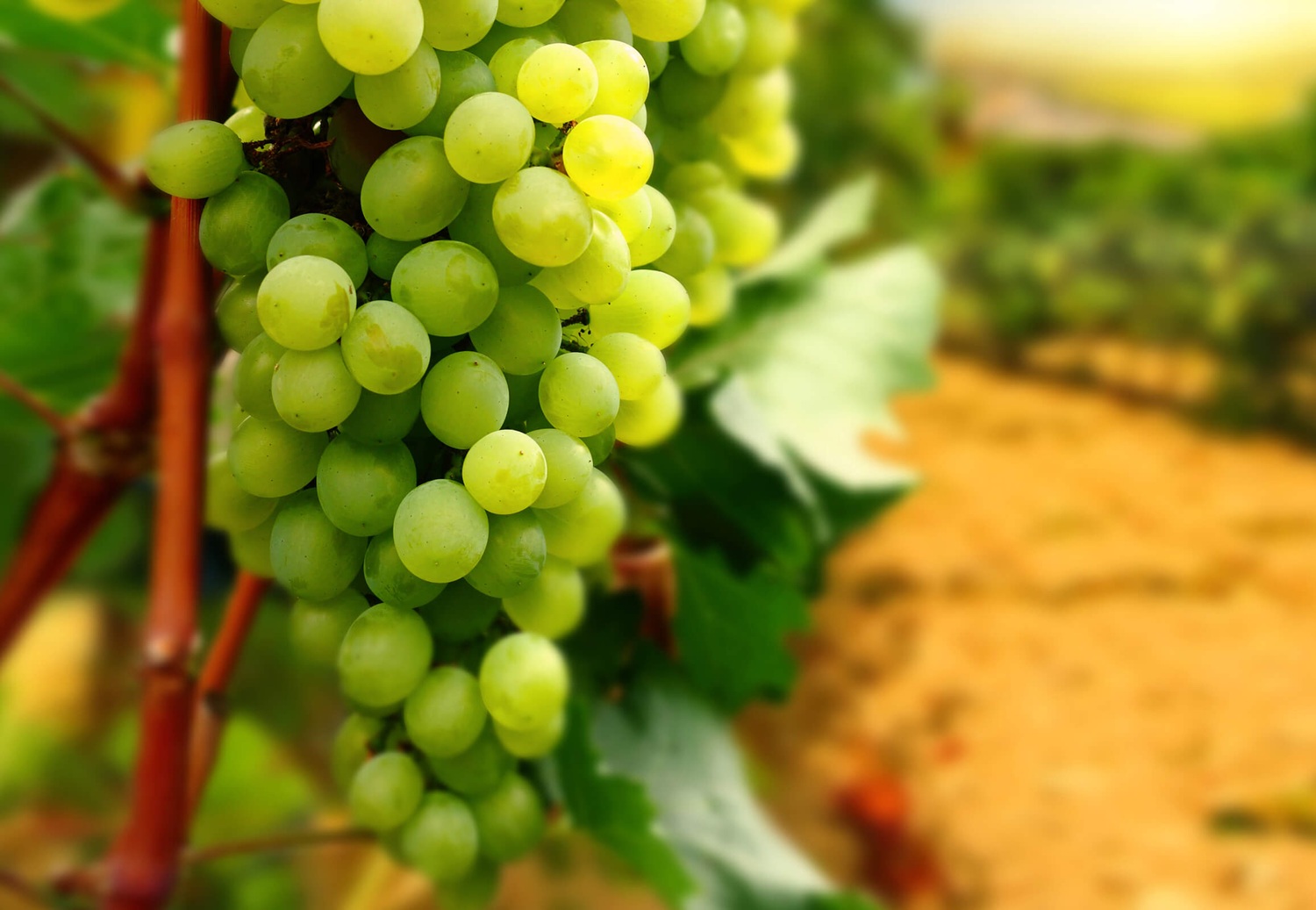 Złota winorośl deserowa