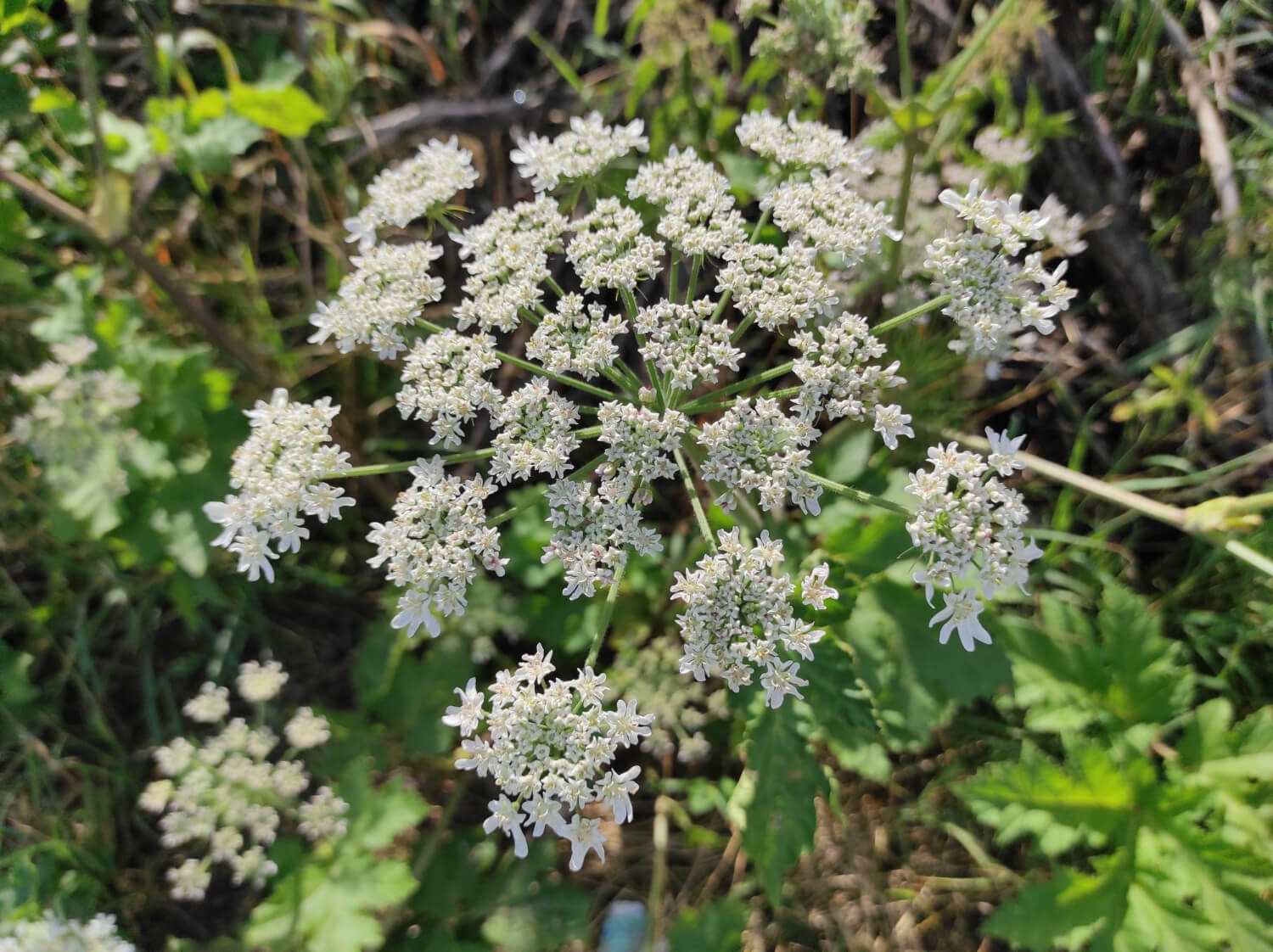 Kwitnący biedrzeniec anyż
